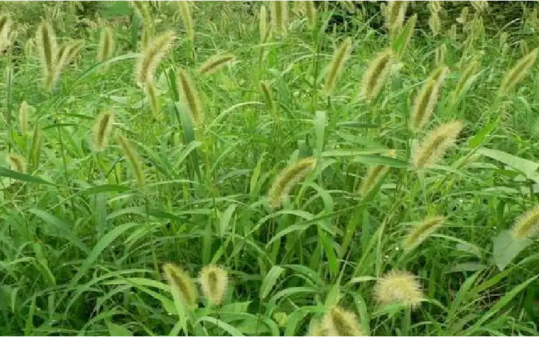 狗尾草属于高等植物还是低等植物（狗尾草属于高等植物还是低等植物呢）