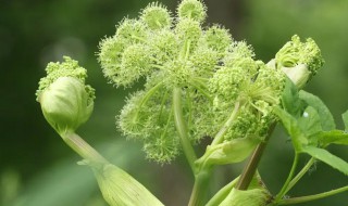 白芷什么时候种 白芷什么时候种植