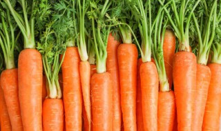 栽种胡萝卜的注意事项 胡萝卜的种植方法及时间