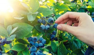 引种蓝莓栽种注意几个问题 移栽蓝莓注意事项