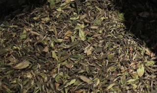 白茶存放方法 白茶存放方法和条件