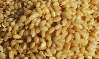 糙米的存放方法（糙米如何存放）