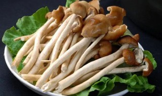 生茶树菇煮几分钟能熟 茶树菇煮多久可以熟