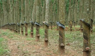 橡胶树栽培种植方法 橡胶树栽培技术