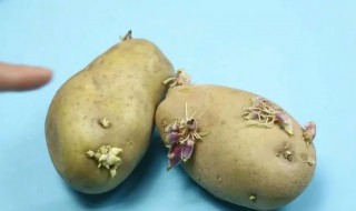 家里土豆发芽怎么栽培 发了芽的土豆怎么栽种