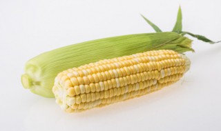 墨西哥玉米草播种方法（墨西哥玉米草播种方法及要点）