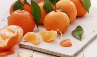 橘子种子发芽了该怎么种 橘子种子怎么催芽