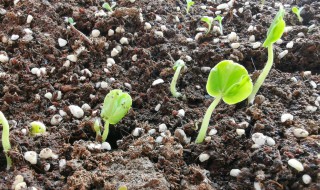 洛神花种子发芽了怎么种 洛神花种子多久发芽