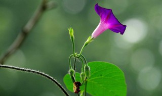 牵牛花发芽了怎么种（牵牛花发芽什么样子）