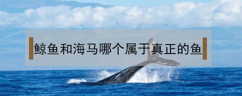 鲸鱼和海马哪个属于真正的鱼（蓝鲸和海马属于鱼类吗）