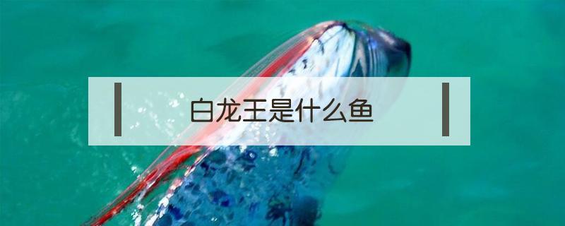 白龙王是什么鱼 白龙鱼是什么鱼