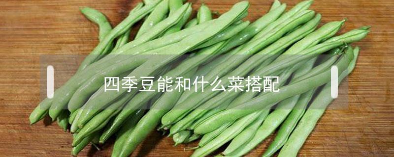 四季豆能和什么菜搭配