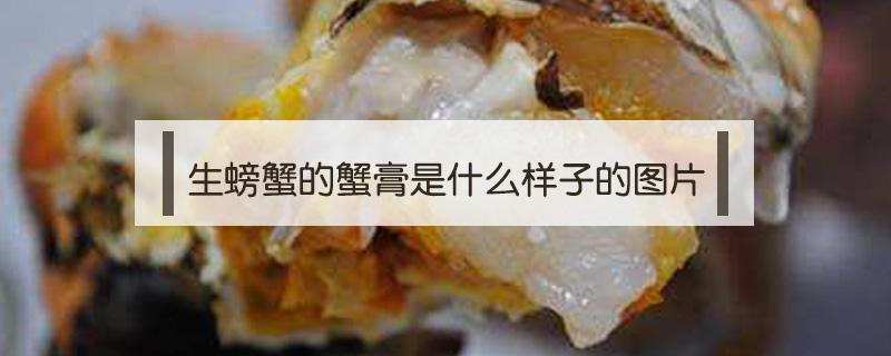 生螃蟹的蟹膏是什么样子的图片