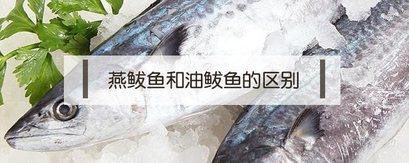 燕鲅鱼和油鲅鱼的区别