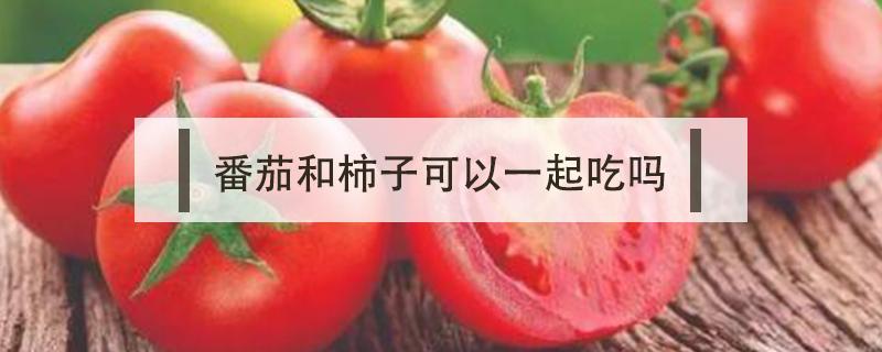 番茄和柿子可以一起吃吗 柿子能跟番茄一起吃吗