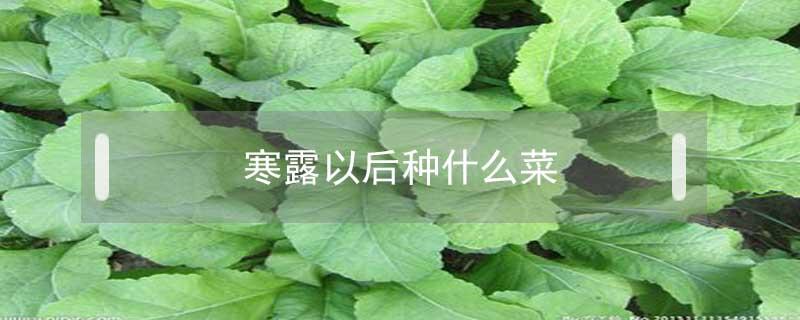 寒露以后种什么菜（寒露节气可以种什么菜）