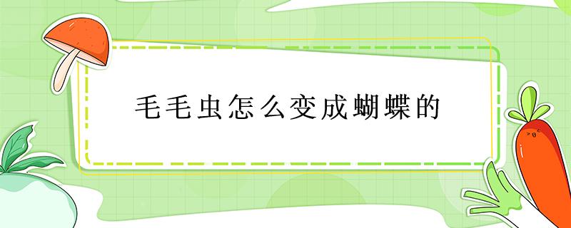 毛毛虫怎么变成蝴蝶的 毛毛虫怎么变成蝴蝶的过程