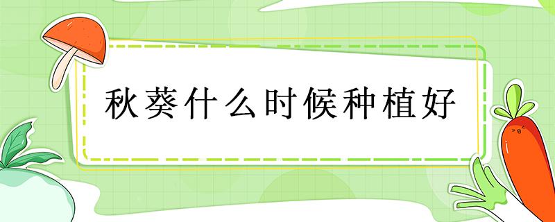 秋葵什么时候种植好