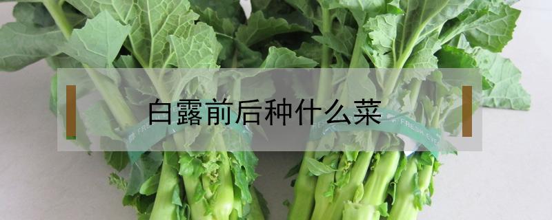 白露前后种什么菜（白露前后种什么菜好）