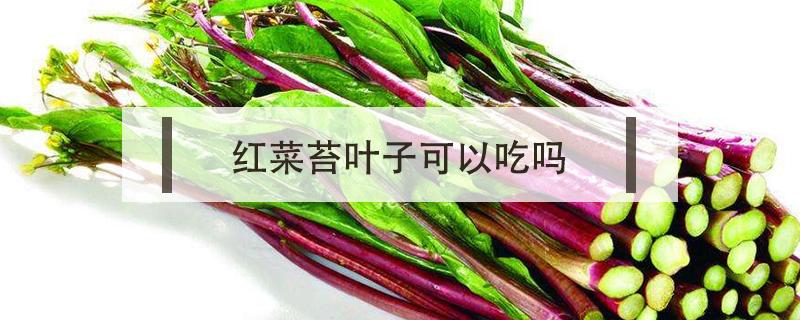 红菜苔叶子可以吃吗（红菜苔的叶子能吃吗）