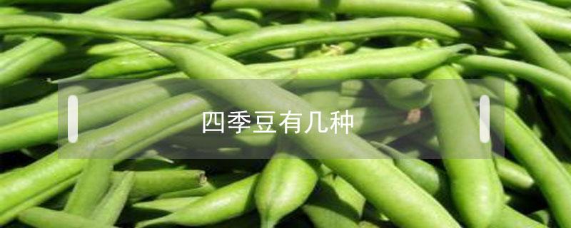 四季豆有几种