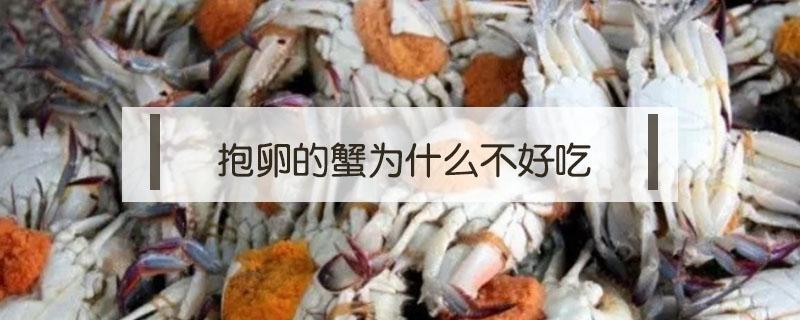 抱卵的蟹为什么不好吃