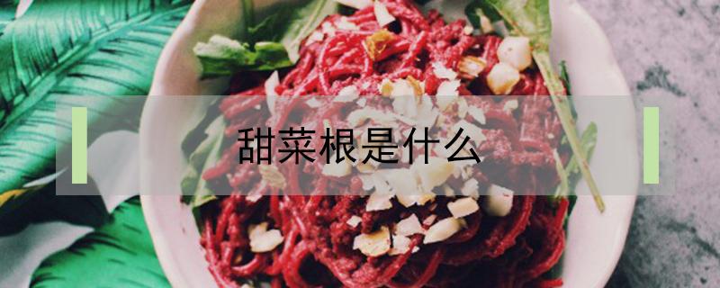 甜菜根是什么（甜菜根是什么菜图片）