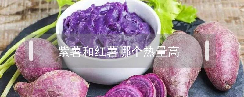 紫薯和红薯哪个热量高 紫薯和红薯哪个热量大