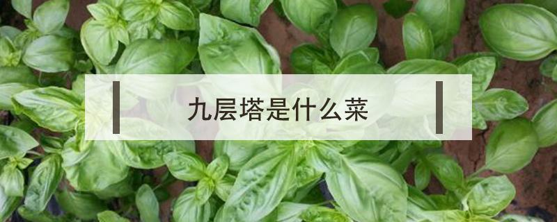 九层塔是什么菜（台湾的九层塔是什么菜）