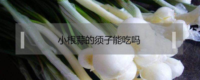 小根蒜的须子能吃吗（小根蒜须子有营养吗）