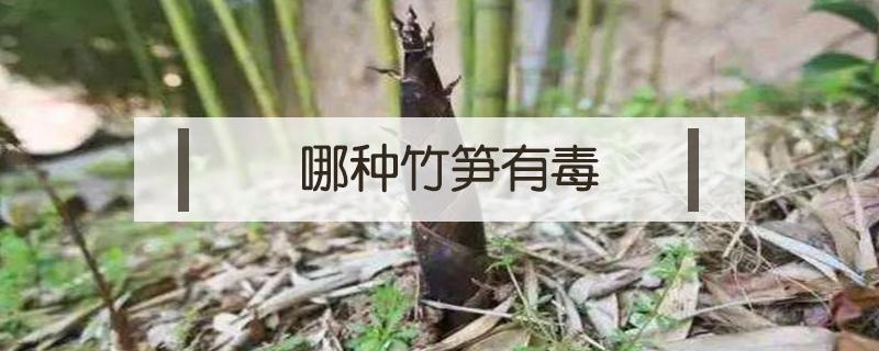 哪种竹笋有毒 哪种竹子的竹笋有毒