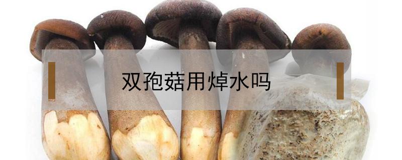 双孢菇用焯水吗（双孢蘑菇用焯水吗）