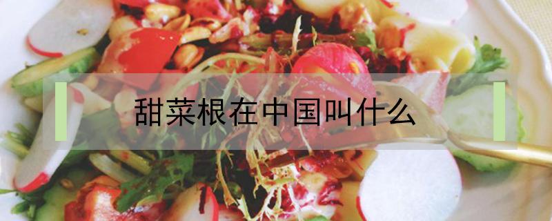 甜菜根在中国叫什么（甜菜根又叫什么）