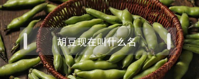 胡豆现在叫什么名 胡豆来自哪里