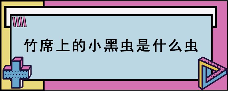 竹席上的小黑虫是什么虫 凉席上很多小小的黑色的虫子