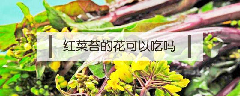 红菜苔的花可以吃吗（红苔菜花能吃吗）