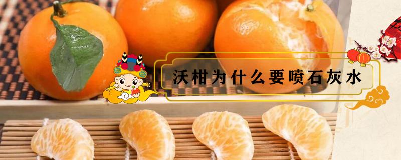 沃柑为什么要喷石灰水（沃柑喷石灰水的用途是什么）