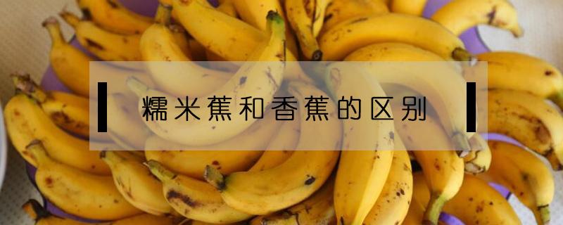 糯米蕉和香蕉的区别（糯米和香蕉什么）