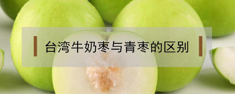 台湾牛奶枣与青枣的区别（台湾牛奶青枣是什么品种）