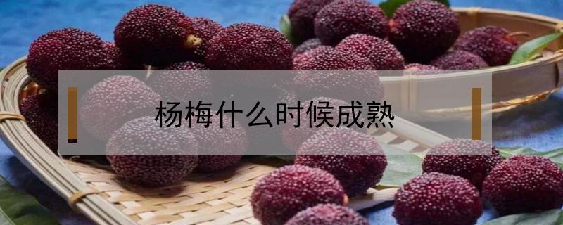 杨梅什么时候成熟