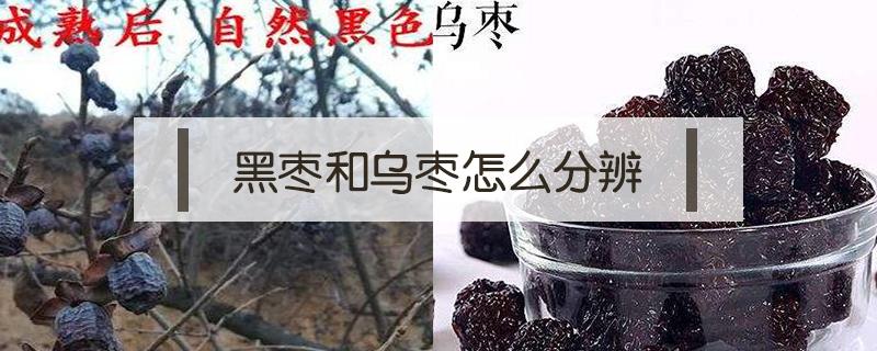 黑枣和乌枣怎么分辨 如何鉴别黑枣