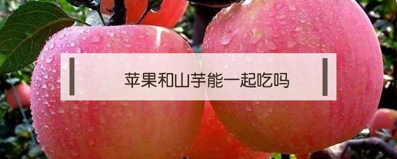 苹果和山芋能一起吃吗 山芋和苹果能同时吃吗