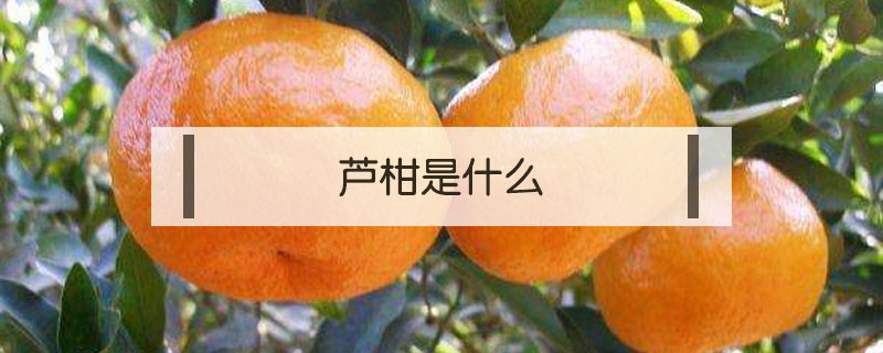 芦柑是什么 芦柑是什么意思