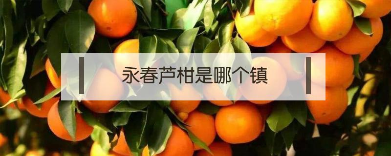 永春芦柑是哪个镇 永春芦柑橘
