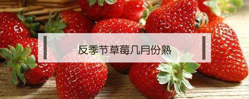 反季节草莓几月份熟 草莓什么时候的季节熟的呢?