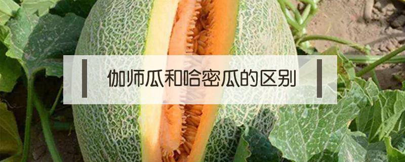 伽师瓜和哈密瓜的区别 伽师瓜和哈密瓜的区别 视频