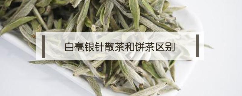 白毫银针散茶和饼茶区别（白毫银针散茶与饼茶哪个好）