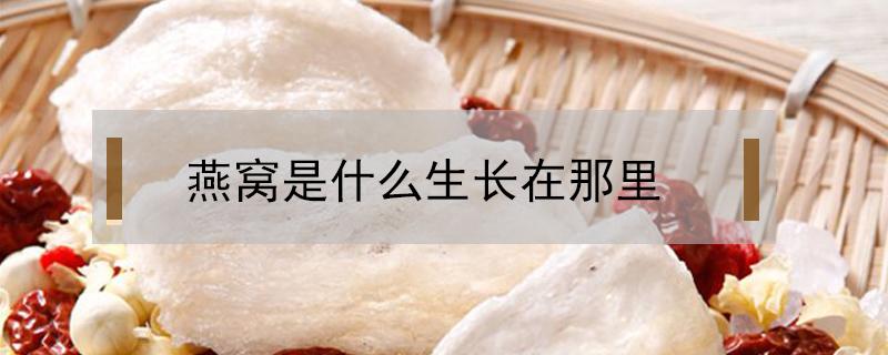 燕窝是什么生长在那里 燕窝是长在哪里的