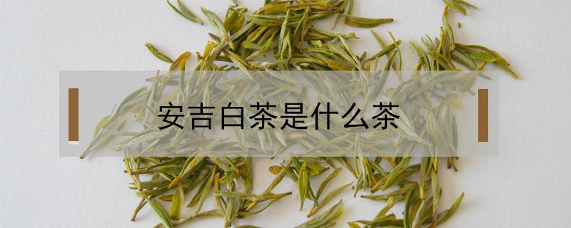 安吉白茶是什么茶