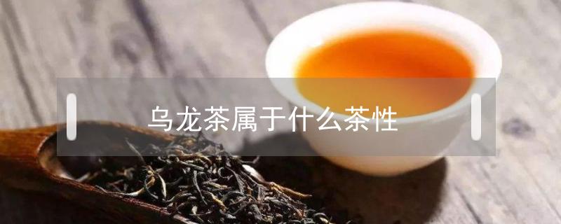 乌龙茶属于什么茶性 乌龙茶属于什么性质的茶